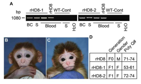 Germline transmission of mHTT transgene to F1 Huntington’s disease (HD) monkey offspring (Moran et al., 2015. Theriogenology)