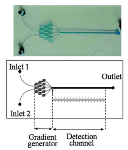 Microfluidic device to observe the sensitivity of biofilm against to antibiotics