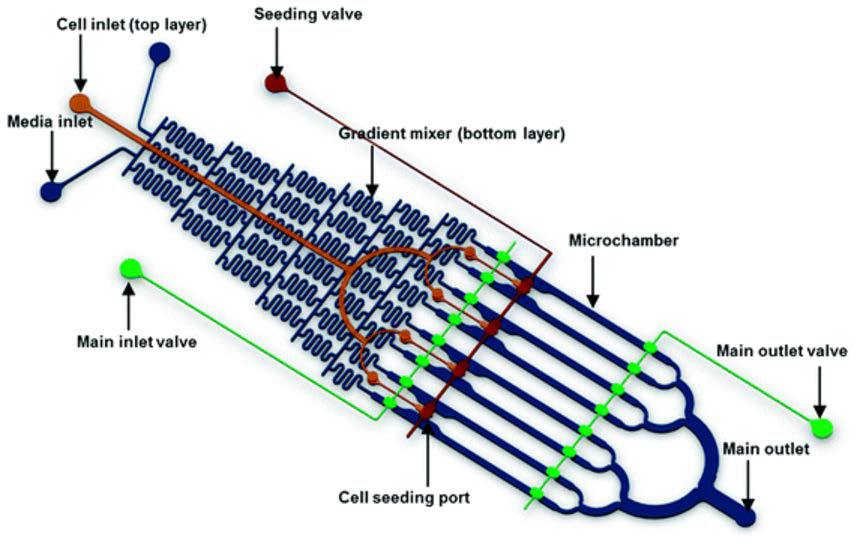 PDMS-based two-layer microfluidic flow cell(μFC)