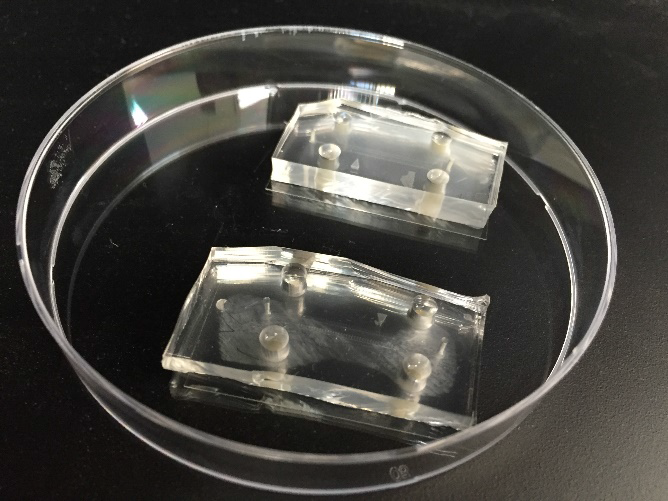 Microfluidic chips infused with bacteria and cell culture medium