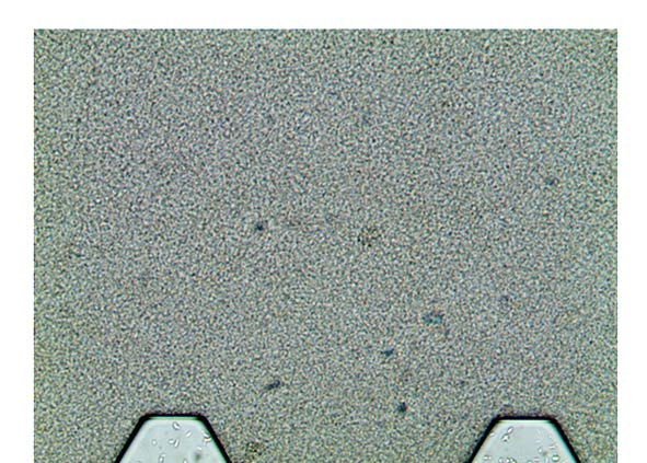 The initial distribution of bacteria in a saturated microfluidic chip