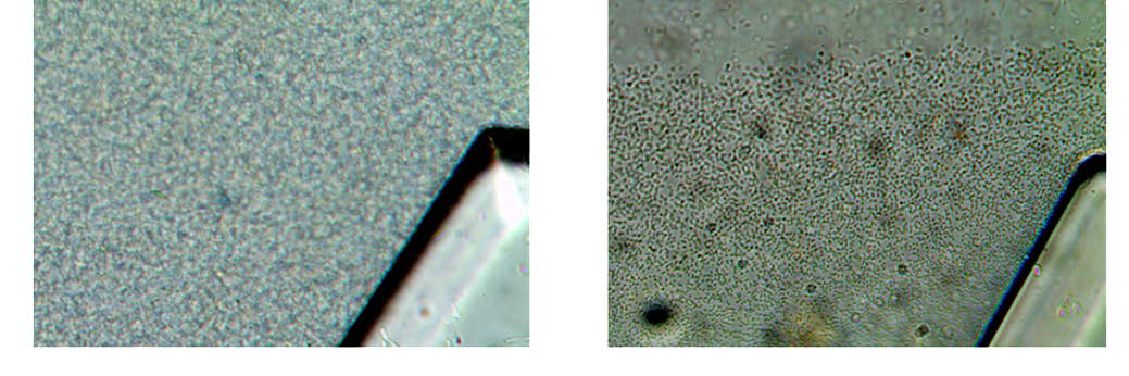 The initial distribution of bacteria (left), and residual (adhesive) cells after washing (right)