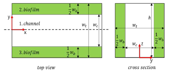 Biofilm in a microfluidic device (𝑤𝑏: width of biofilm, 𝑤𝑡: width of the channel)