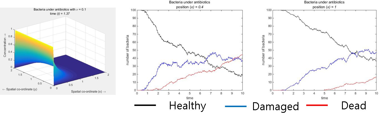 Simulation results under the gradient of antibiotics