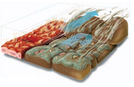 Biofilm formation in diverse environment: human epidermal cell (left), soil (right) (Battin et al., Nat. Rev Microbiol., 2007)