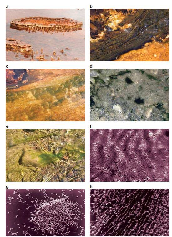 Examples of biofilm formation in diverse environments. Biofilm in hot-spring water (a-c), flowing rivers (d-e), laboratories (f-h) [Stoodely et al., Nat. Rev. Microbiol. 2004]