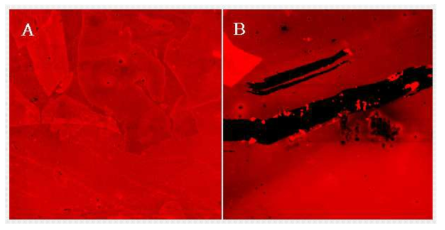 APTES가 처리된 기판에 poly(PFPA) 코팅 후, 항체 검증한 공초점 현미경 사진(A). 그림 5A의 기판을 긁은 사진(B)