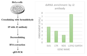 J2 항체를 이용한 세포내 존재하는 이중가닥 RNA 검출