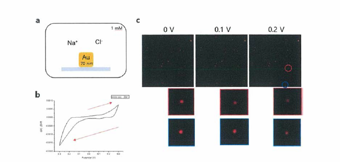 70 nm 금 육면체 나노입자의 비페러데이 과정에 대한 순환 전압-전류법의 결과. (a) 유리 기판 위 금 나노입자의 반응 조건，(b) 금 나노 입자의 비패러데이 순환 커브， (c) 전압에 따른 암시야 현미경을 관찰한 플라즈몬 변화