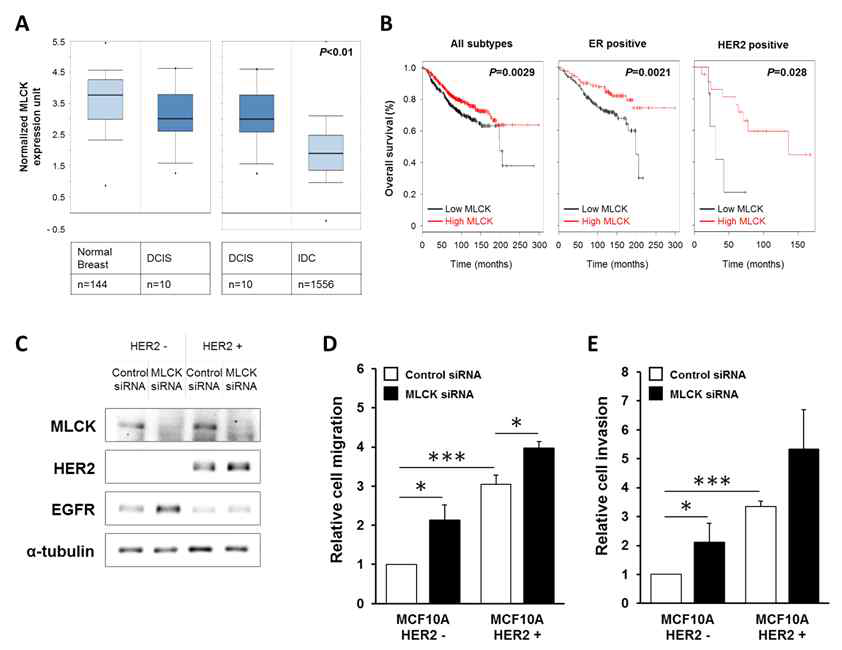 Expression of MLCK during tumor progression in breast carcinoma patients and decreased expression of MLCK cooperated with HER2 to increase cancer cell motility and invasion