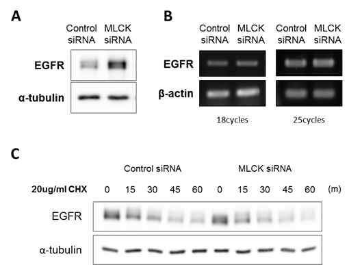 Depletion of MLCK in human MCF10A breast epithelial cells increased EGFR protein level, but did not affect levels of mRNA