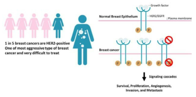 The HER2 tyrosine kinase receptor is overexpressed in approximately 25% of invasive breast cancers and treatment of HER2-positive breast cancer have high incidence of drug resistance
