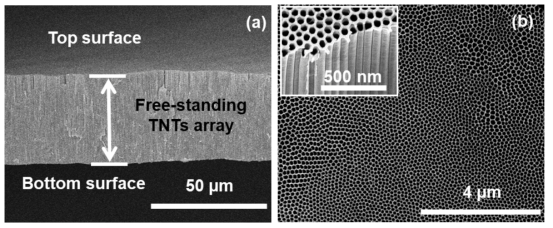 FESEM image of free-standing TNT after second-step anodization continue for 24 hrs in EG electrolyte containing small amount of NH4F and DI water, a) cross-sectional view showing 50 μm thick TNTs layer, b) top surface view of TNTs. Inset show a magnified image