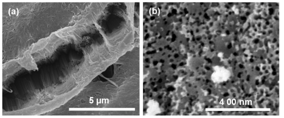 Top surface FESEM images of TNTs obtained via single-step anodization in a) EG electrolyte containing a small amount of 0.5wt% NH4F and 0.2 wt% H2O for 72 hrs, and b) glycerol containing 0.5wt% NH4F for 11hrs