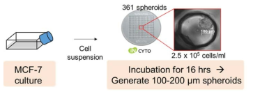 암세포 스페로이드 제작 과정