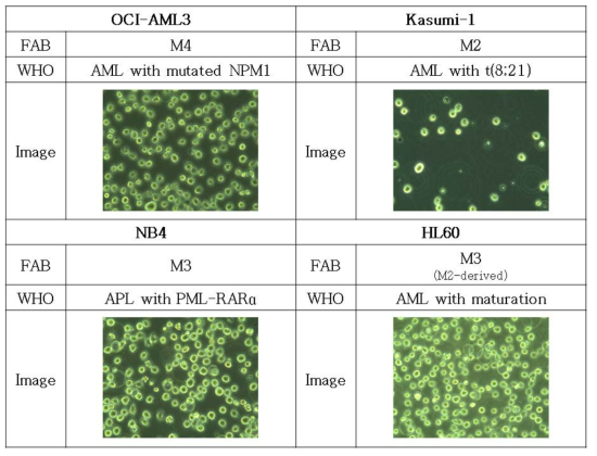 실험에 사용한 세포주의 분류 (Optical microscopy : ×40)