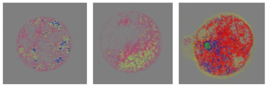 H292 sensitive, H292 EGFR mutation, H1993 cell (왼쪽부터 순서대로), blue= 확인되지 않은 vesicle