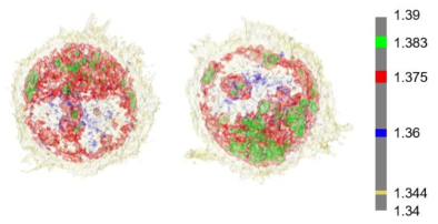 H292 EGFR mutation cell line holo-tomography images