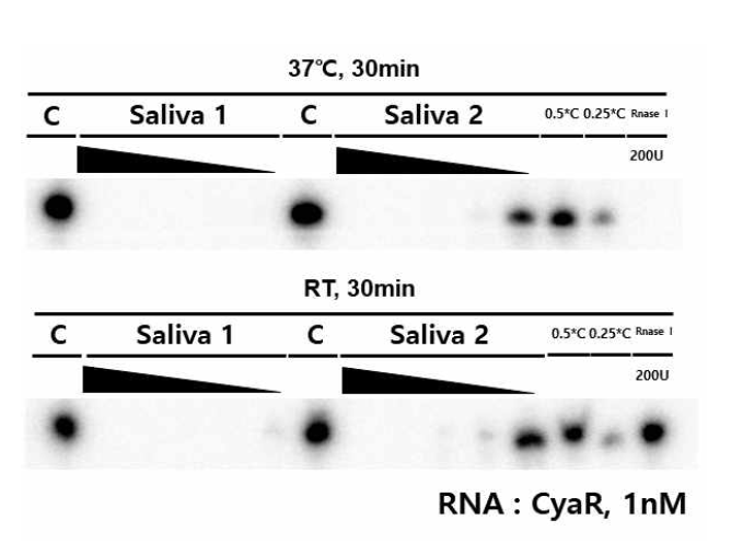 타액에 대한 RNA의 안정성 측정 C : RNA+NFW, Saliva : RNA+(1U, 1/4U, 1/16U, 1/64U or 1/256U Saliva, 0.5*C : 0.5*RNA+NFW, 0.25*C : 0.25*RNA+NFW, RNase I :RNA+200U RNase I