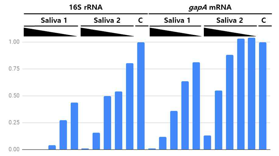 타액 오염이 qRT-PCR에 미치는 영향 C : pure cDNA, Saliva : 1U, 1/4U, 1/16U, 1/64U or 1/256U Saliva mixed cDNA