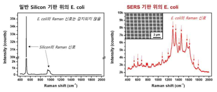 Ag 나노구조체를 활용한 대장균의 SERS 분석 성능 평가