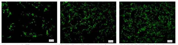 The increase in MC3T3-E1 cells from (a) the neat P(VDF-TrFE) (b) 20 w% HAp containing and (c) 20 w% HAp containing membranes