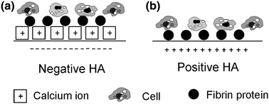 A diagram showing how different charged surfaces can improve the growth of cells. Reprinted with permission from