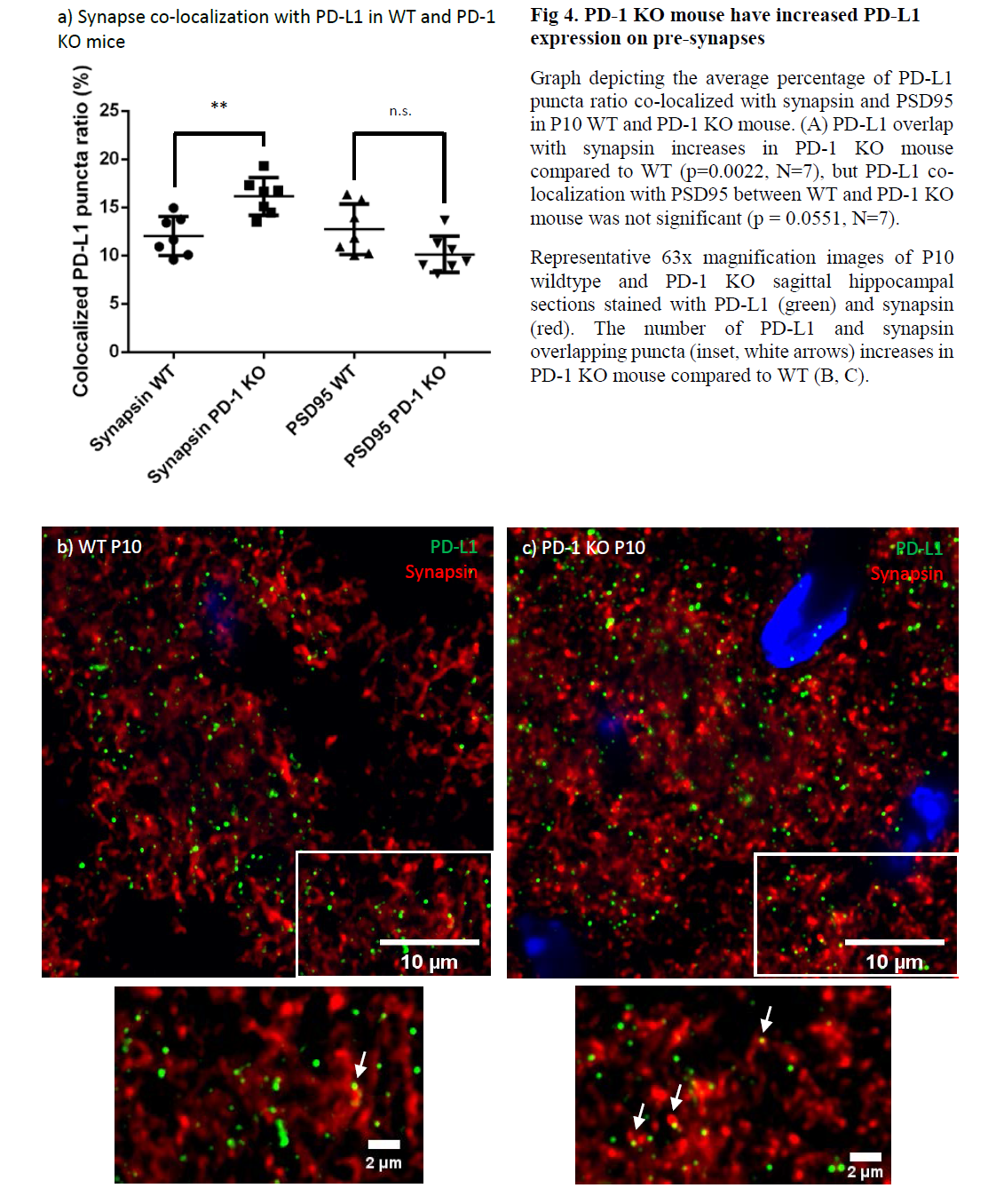 PD-1 KO mouse have increased PD-L1 expression on pre-synapses