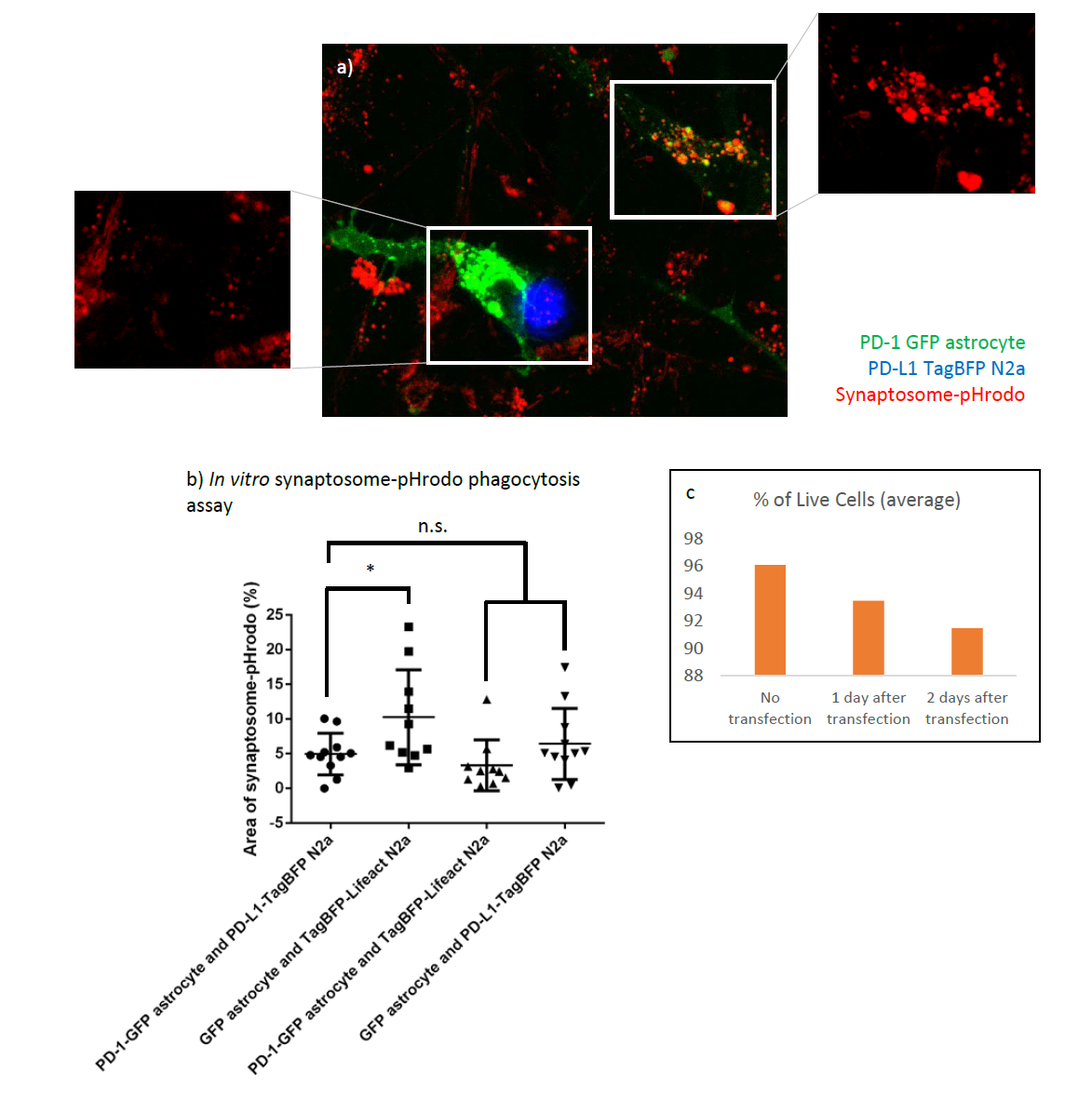 PD-1-PD-L1 binding reduces phagocytosis of synaptosome-pHrodo by in vitro astrocytes