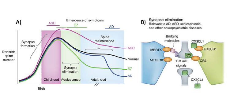 A) Synapse elimination impairment is implicated in neuropsychiatric diseases. B)Astrocytes and microglia mediated synapse elimination has been identified. The phagocytic receptors on glia recognize eat-me signals and phagocytose redundant synapses