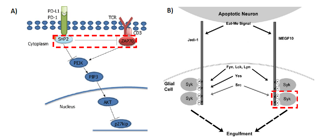 A) In the immune system, T-cell’s activation is mediated by phosphorylation of T-cell receptor by Syk family kinase, including ZAP70. However, when PD-1 receptor expressed in T-cell binds to the ligand, PD-L1, SHP-2 phosphatase is recruited, which then effectively dephosphorylates and inhibits downstream signaling of Tcell receptor. B) In astrocyte, phagocytosis receptor Megf10 sends signals downstream via phosphorylation of ITAM motif by Syk family kinase. When Syk family is inhibited, astrocyte’s engulfment of dead neurons is reduced