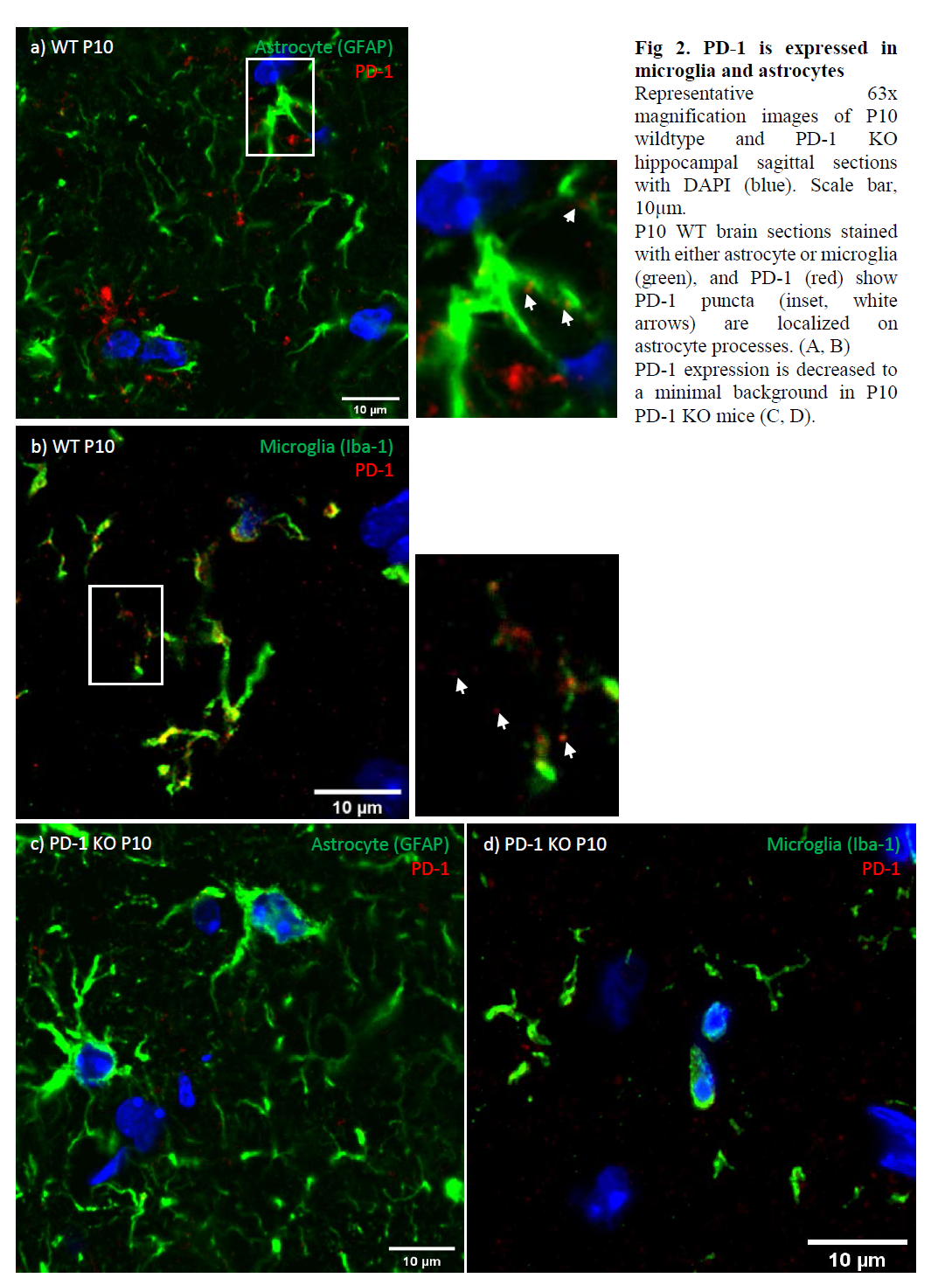 PD-1 is expressed in microglia and astrocytes Representative 63x magnification images of P10 wildtype and PD-1 KO hippocampal sagittal sections with DAPI (blue). Scale bar, 10μm. P10 WT brain sections stained with either astrocyte or microglia (green), and PD-1 (red) show PD-1 puncta (inset, white arrows) are localized on astrocyte processes. (A, B)PD-1 expression is decreased to a minimal background in P10 PD-1 KO mice (C, D)