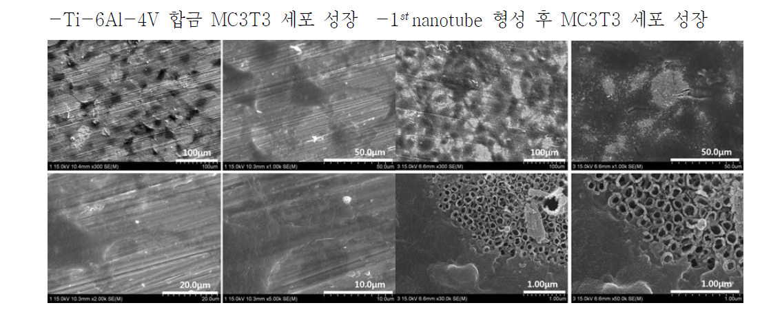 Bulk 및 나노 튜브 후 MC3T3 세포 성장