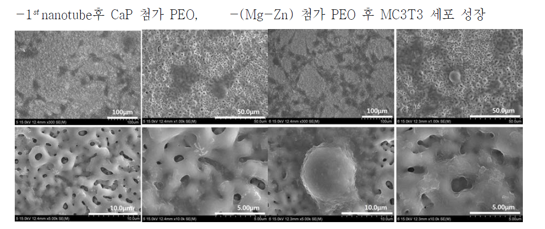 나노 튜브 후 각 이온 별 PEO 처리의 MC3T3 세포 성장