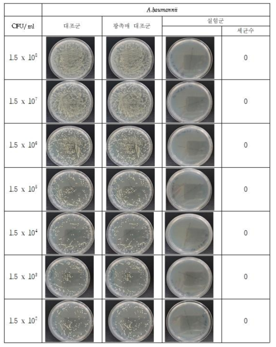A.baumannii균에 플라즈마에 광촉매제(TiO2)를 추가한 살균장치의 살균 시험한 대조군, 광촉매 대조군과 실험군 사진