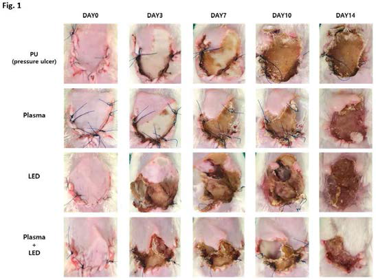 4가지(PU(Pressure Ulcer), Plasma, LED, Plasma+LED 비교 대조군 실험 결과