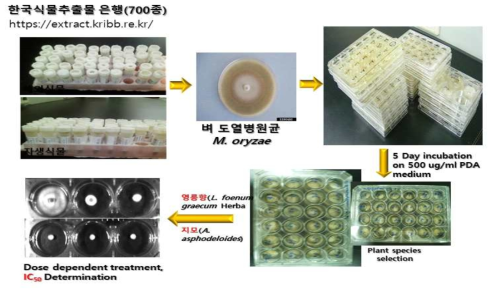 식물추출물을 이용한 생물농약개발과정에서 유효식물 종(species)의 추출물소재 발굴과정