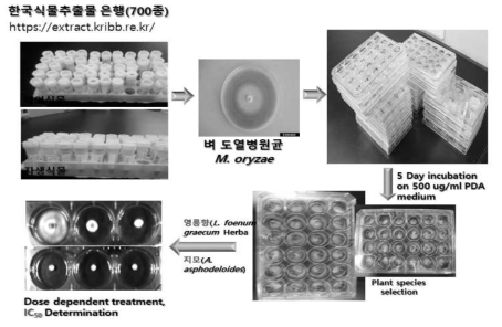 다양한 식물추출물의 확보(KRIBB, 한국식물추출물은행)와 식물병원균 균사성장억제 확인실험