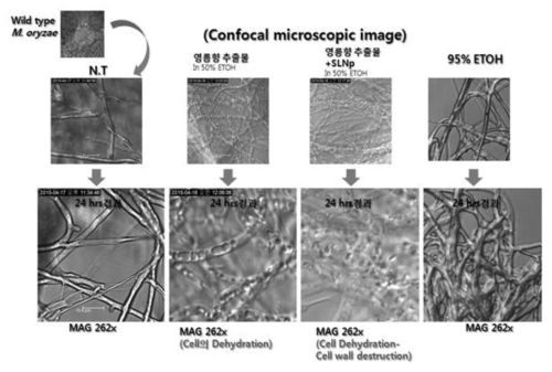 영릉향의 나노제형물에 의한 균사성장억제 및 형태의 변화