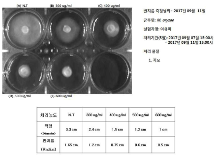 지모추출물 처리에 의한 벼 도열병균 균사성장억제 능력 시험