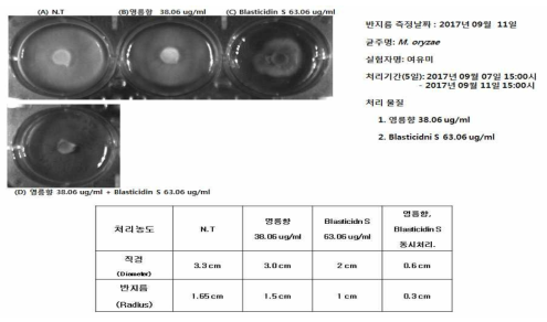 영릉향에 대한 Blasticidin S 동시 처리에 의한 벼 도열병균 균사성장억제능력 확인실험