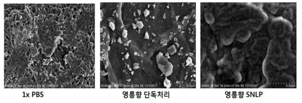 영릉향 처리에 따른 벼 도열병균사의 형태변화(SEM)