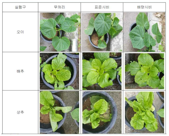 아라아라 비해조사 결과에 대한 작물별 사진