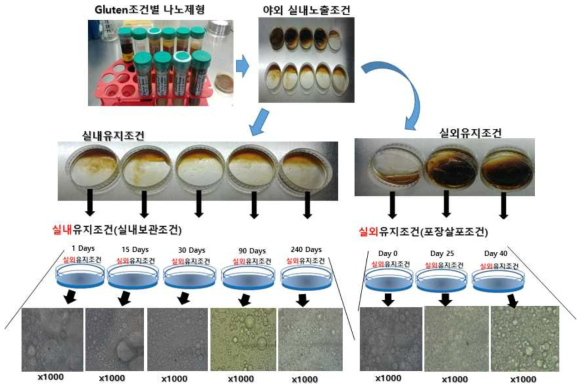 Gluten제형의 실내외노출시 제형의 형상변화