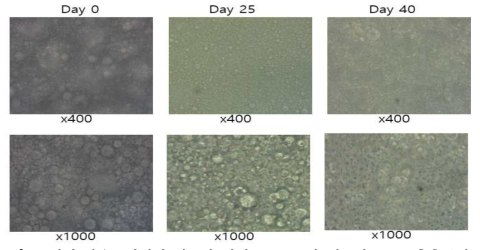 실내 상온조건에서 영릉향 입제(powder)와 영릉향 ETOH추출물의 Gluten 제형의 형상의 변화