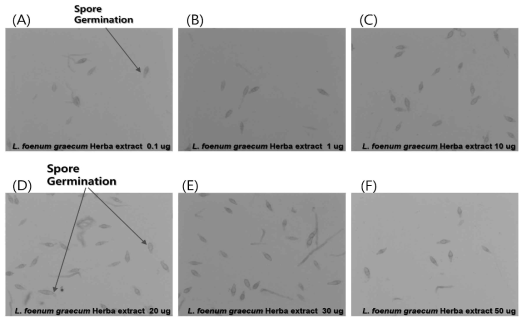 영릉향추출물처리에 의한 벼 도열병균(M. oryzae) 포자발아(spore germination)의 억제효과