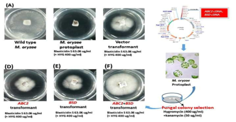 벼 도열병의 원형질체(protoplast)를 활용한 ABC transporter gene과 BSD유전자의 cDNA의 도입 및 발현