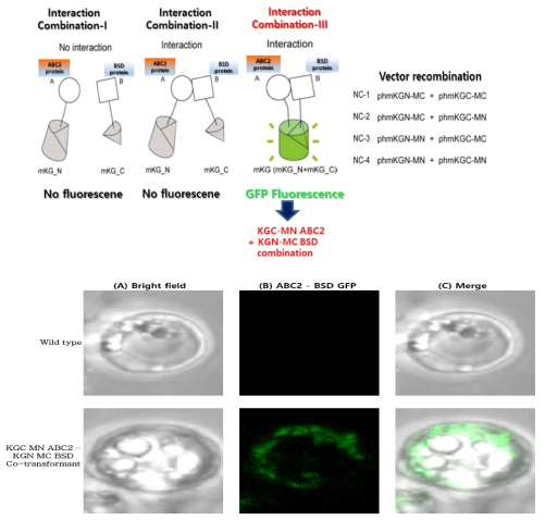 GFP(Green flourescent Protein) 표지에 의한 ABC transporter와 BSD유전자 산물의 상호작용에 의한 약제내성의 증가확인, 형광현미경(TCS SP5, Leica Microsystems)의 활용