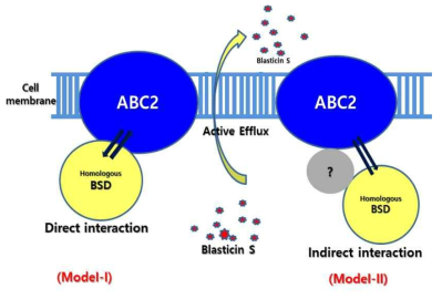 ABC transporter와 BSD유전자 산물의 상호작용에 대한 결합방식의 두가지 모델