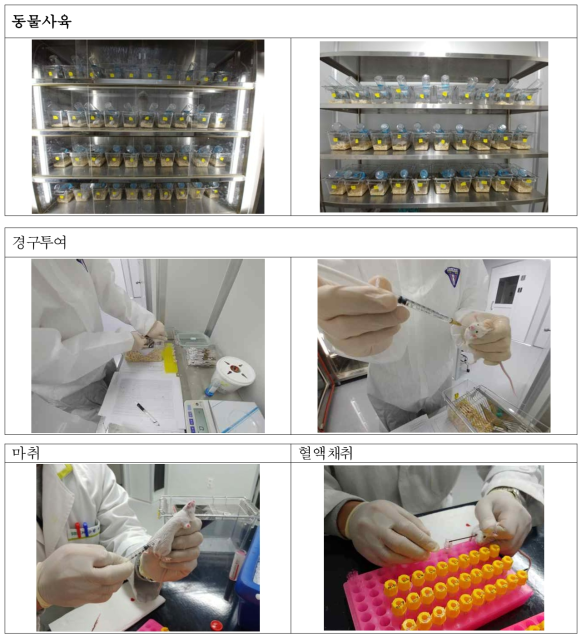 유효성 평가를 위한 마우스 실험 사진